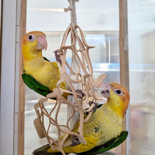 Coco hitomi　インコのカジカジおもちゃ50個 Coco hitomi インコのカジカジおもちゃ50個 赤字覚悟!インコ