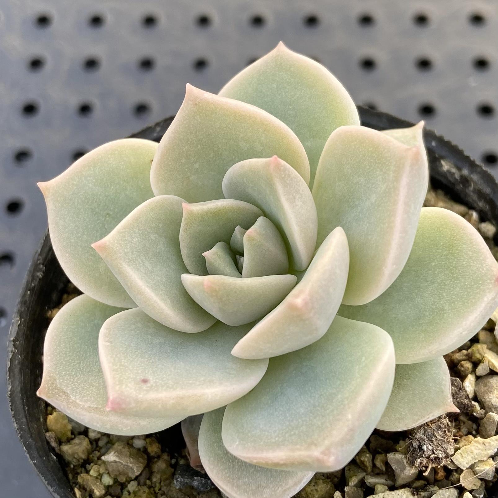 白牡丹 多肉植物 その他素材 kanomarihome 通販 12301873