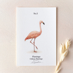 【手描き】　彩色 鉛筆画　No.5  Flamingo  Chilean flamingo 1枚目の画像