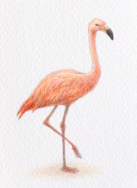 【手描き】　彩色 鉛筆画　No.5  Flamingo  Chilean flamingo 3枚目の画像