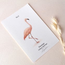 【手描き】　彩色 鉛筆画　No.5  Flamingo  Chilean flamingo 2枚目の画像