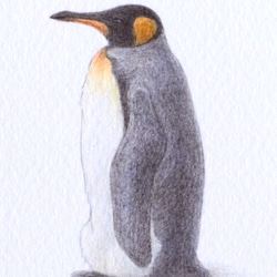 【手描き】　彩色 鉛筆画　No.8  Penguin  King penguin 3枚目の画像