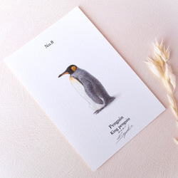 【手描き】　彩色 鉛筆画　No.8  Penguin  King penguin 2枚目の画像