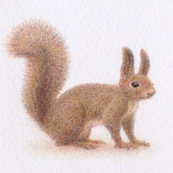 【手描き】　彩色 鉛筆画　No.9  Squirrel  Hokkaido squirrel 3枚目の画像