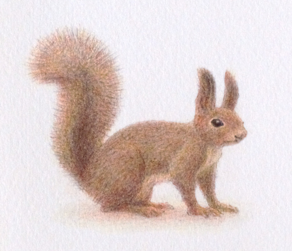 【手描き】　彩色 鉛筆画　No.9  Squirrel  Hokkaido squirrel 3枚目の画像