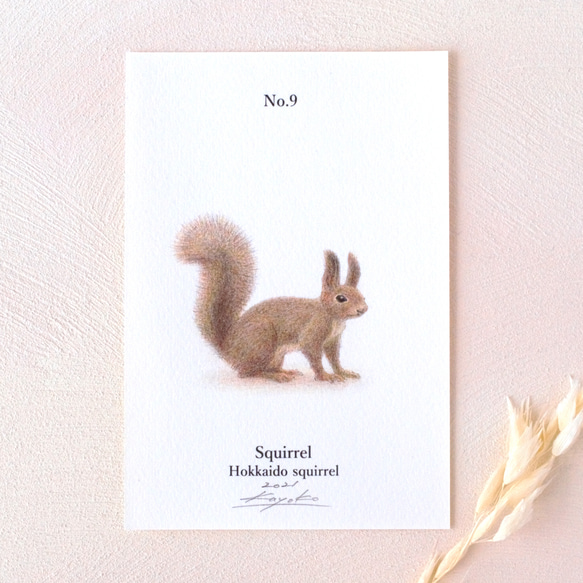 【手描き】　彩色 鉛筆画　No.9  Squirrel  Hokkaido squirrel 1枚目の画像