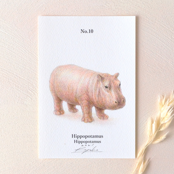 【手描き】　彩色 鉛筆画　No.10  Hippopotamus  Hippopotamus 1枚目の画像