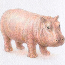 【手描き】　彩色 鉛筆画　No.10  Hippopotamus  Hippopotamus 3枚目の画像