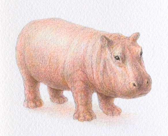 【手描き】　彩色 鉛筆画　No.10  Hippopotamus  Hippopotamus 3枚目の画像