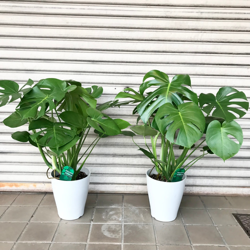 特大株♡ 株立ち モンステラ デリシオーサ その他インテリア雑貨 特大株♡ 株立ち モンステラ デリシオーサ その他インテリア雑貨