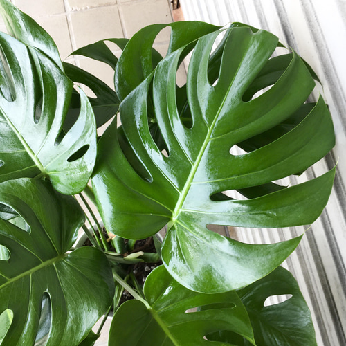 モンステラ　デリシオーサ　超特大株 特大株♡ 株立ち モンステラ デリシオーサ その他インテリア雑貨
