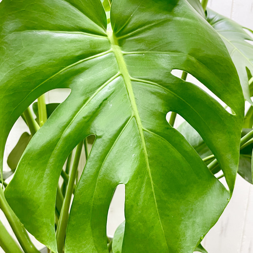 特大株♡ 株立ち モンステラ デリシオーサ その他インテリア雑貨