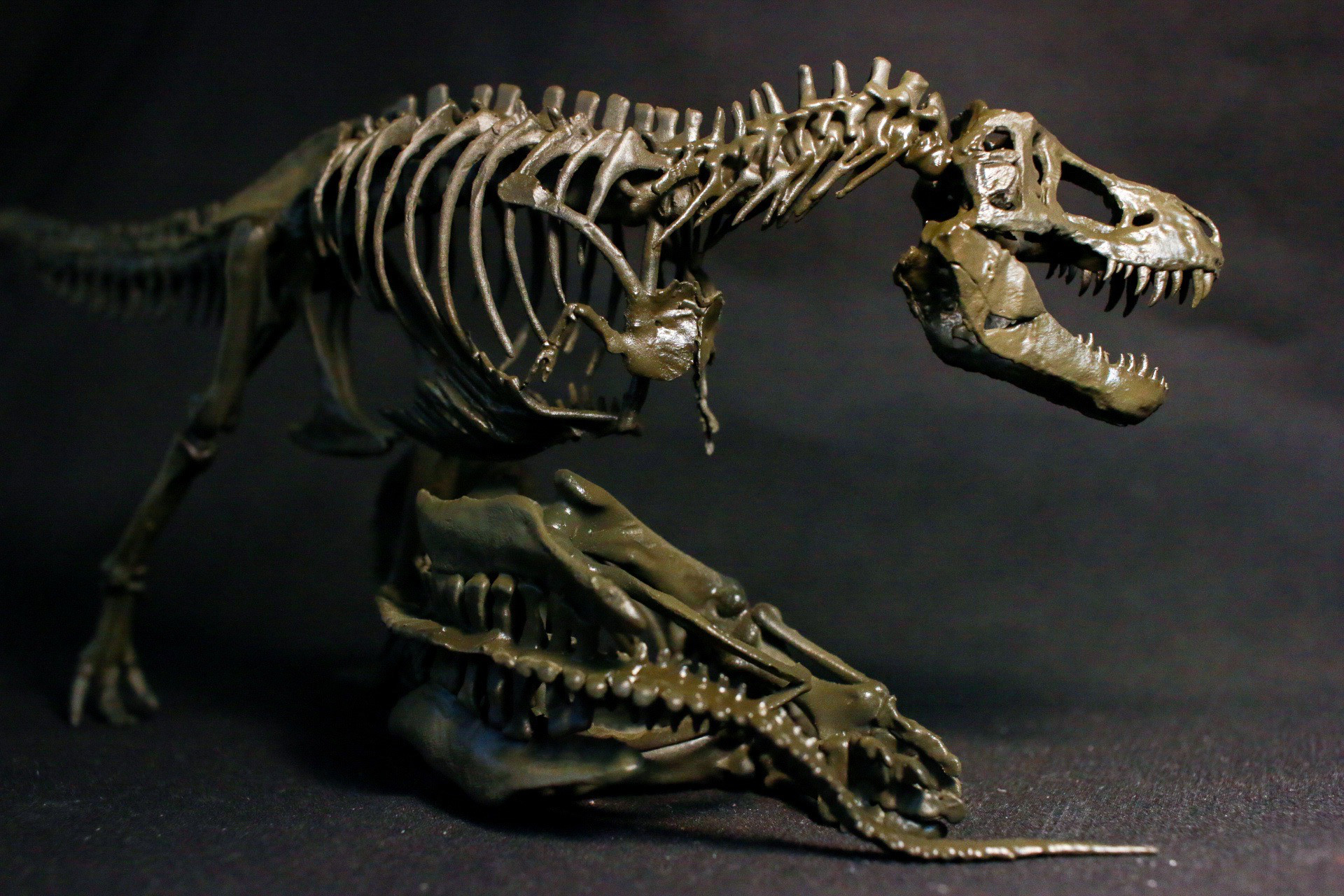 受注生産】【約33cm】 ティラノサウルス と トリケラトプス 縮小