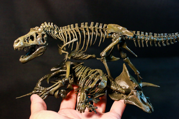 【受注生産】【約33cm】 ティラノサウルス と トリケラトプス 縮小全身骨格模型【 恐竜 】 2枚目の画像