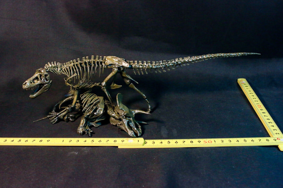 【受注生産】【約33cm】 ティラノサウルス と トリケラトプス 縮小全身骨格模型【 恐竜 】 8枚目の画像