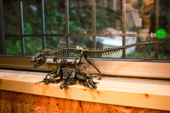 【受注生産】【約33cm】 ティラノサウルス と トリケラトプス 縮小全身骨格模型【 恐竜 】 7枚目の画像