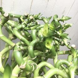 スパイラルバンブー　ミリオンバンブー　50cm 10本 16枚目の画像