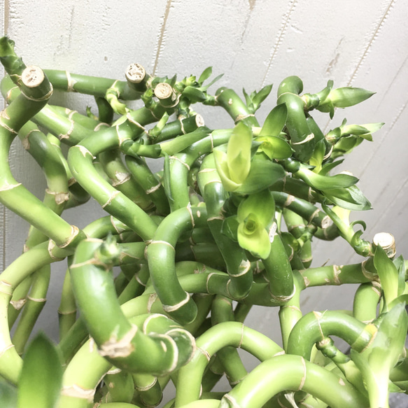 スパイラルバンブー　ミリオンバンブー　50cm 10本 16枚目の画像