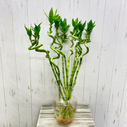 アロエ メデューサ 11番 アロエ メデューサ 11番 アロエ メデューサ 11