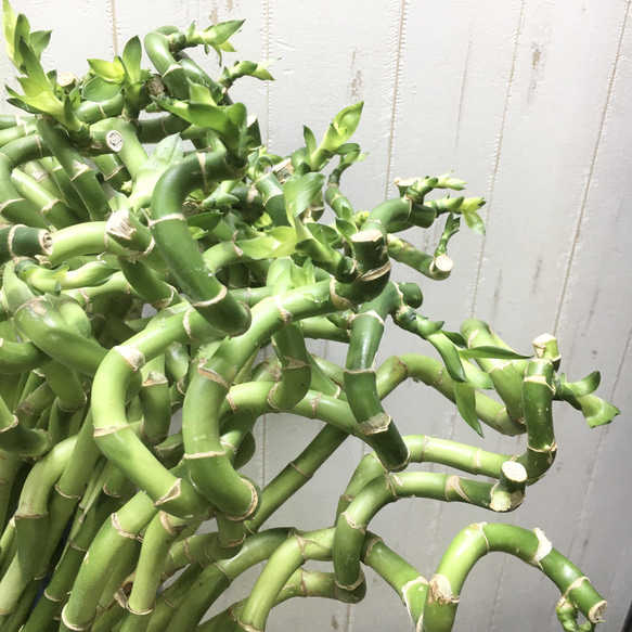 スパイラルバンブー　ミリオンバンブー　50cm 10本 15枚目の画像