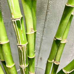 スパイラルバンブー　ミリオンバンブー　50cm 10本 14枚目の画像