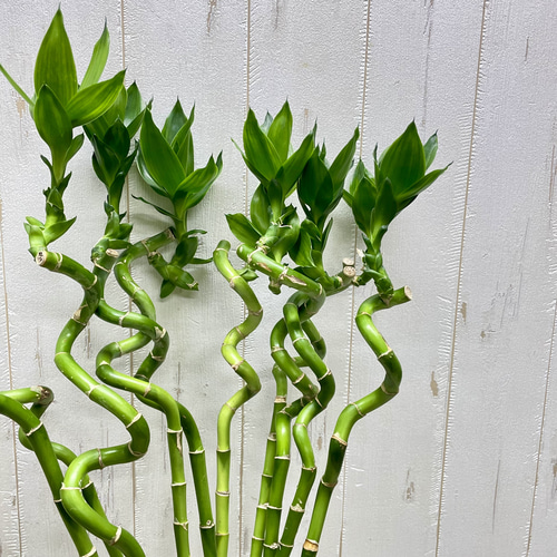 Swarovski ミリオンバンブー スワロフスキー置物・アクセサリー専門店 ☆プラネタリウム☆