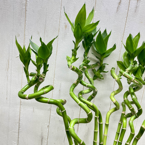 Swarovski ミリオンバンブー Swarovski ミリオンバンブー SWAROVSKI スワロフスキー