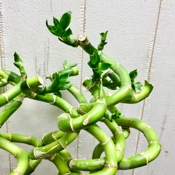 スパイラルバンブー　ミリオンバンブー　50cm 10本 9枚目の画像