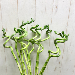 スパイラルバンブー　ミリオンバンブー　50cm 10本 11枚目の画像