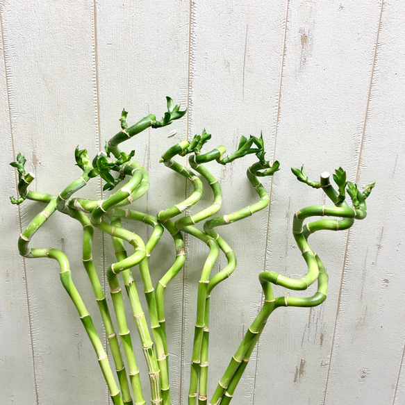 スパイラルバンブー　ミリオンバンブー　50cm 10本 11枚目の画像