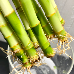 スパイラルバンブー　ミリオンバンブー　50cm 10本 13枚目の画像