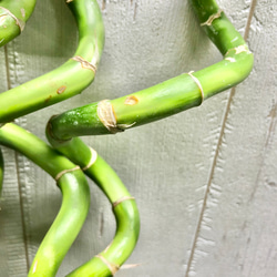 スパイラルバンブー　ミリオンバンブー　50cm 10本 12枚目の画像