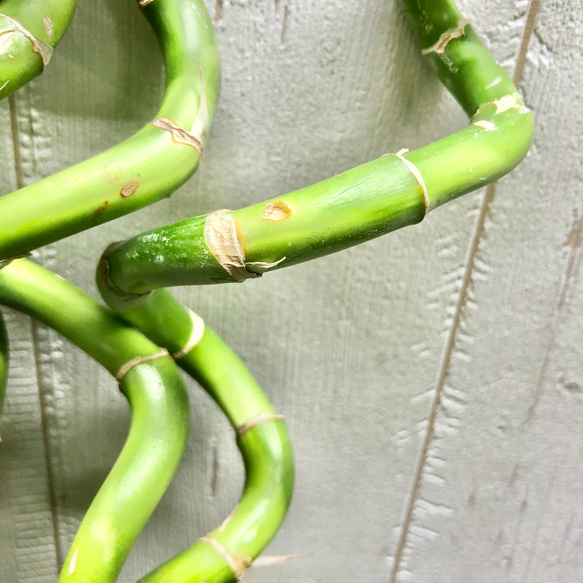 スパイラルバンブー　ミリオンバンブー　50cm 10本 12枚目の画像