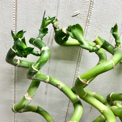 スパイラルバンブー　ミリオンバンブー　50cm 10本 10枚目の画像