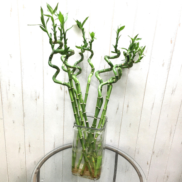 スパイラルバンブー　ミリオンバンブー　50cm 10本 4枚目の画像