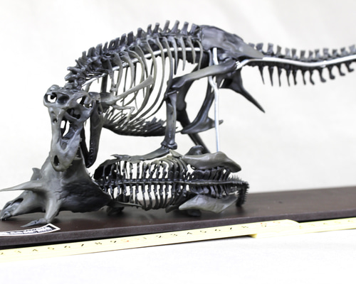 40cm】ティラノサウルス と トリケラトプス 縮小全身骨格模型【 恐竜