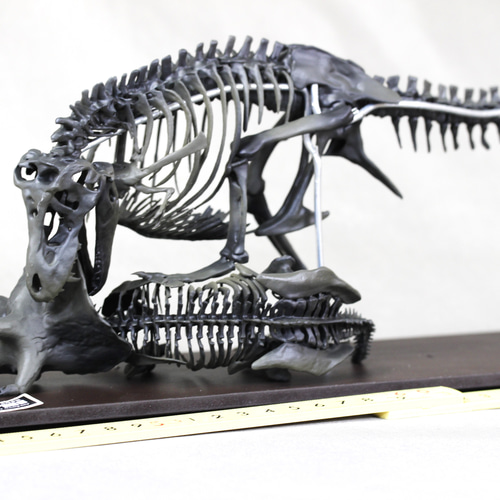 40cm】ティラノサウルス と トリケラトプス 縮小全身骨格模型【 恐竜