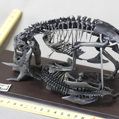 40cm】ティラノサウルス と トリケラトプス 縮小全身骨格模型【 恐竜