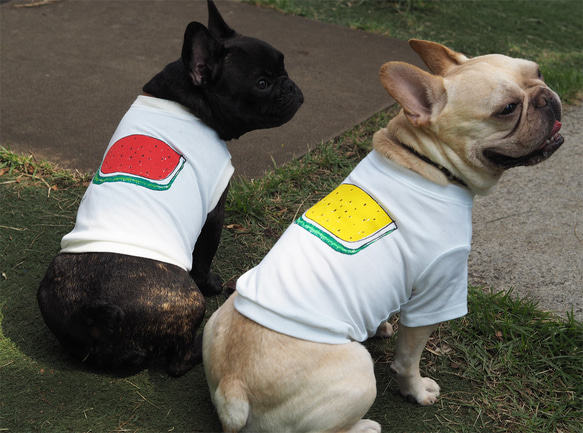 わんちゃん用すいかＴシャツ Yellow 犬 DOG わんこ 3枚目の画像