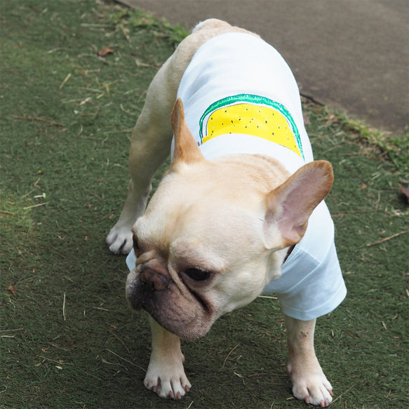 わんちゃん用すいかＴシャツ Yellow 犬 DOG わんこ 1枚目の画像