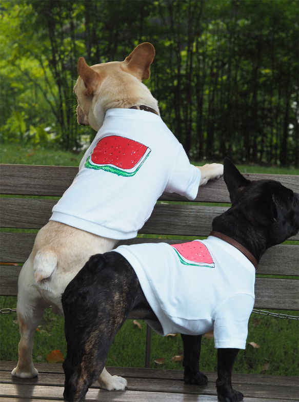 わんちゃん用すいかＴシャツ Red 犬 DOG わんこ 4枚目の画像