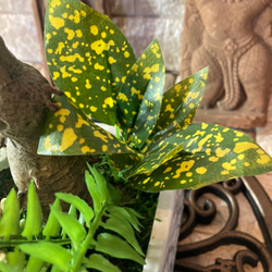 光触媒　人工観葉植物　ウォールグリーン 造花　インテリア　ウンベラータ 11枚目の画像