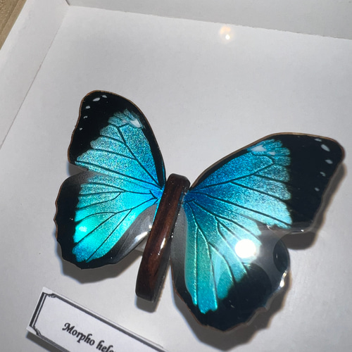 木製蝶々標本ブローチ「ヘレノールモルフォ/morpho helenor ...