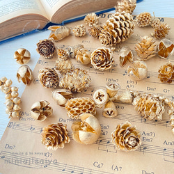 珍しい木の実たちの盛り合わせ ナチュラル 木の実 アソート セット