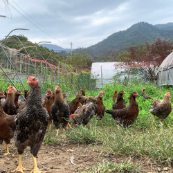 「ばねじゃらし」専用 交換おもちゃ クラファンで大人気！選べる３種類！ 10枚目の画像