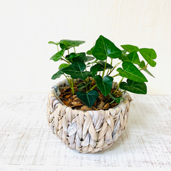 吊り下げて飾ろう『シュガーバイン』『ハートアイビーアイビー』ナチュラルバスケット　壁掛け　観葉植物　インテリア 6枚目の画像