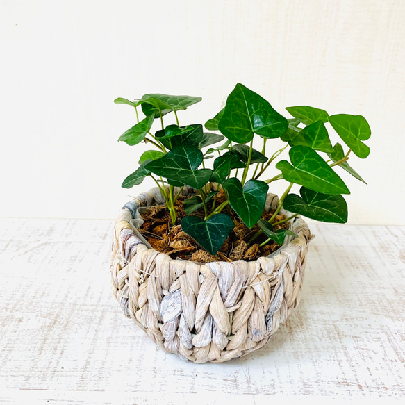 吊り下げて飾ろう『シュガーバイン』『ハートアイビーアイビー』ナチュラルバスケット　壁掛け　観葉植物　インテリア 6枚目の画像