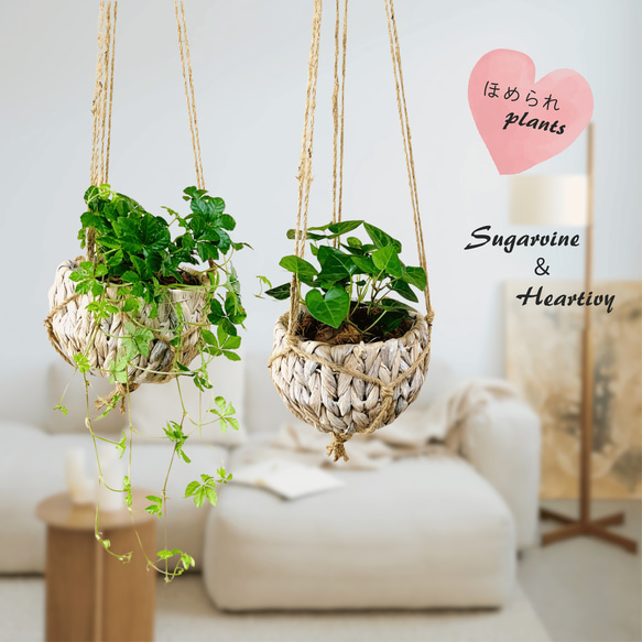吊り下げて飾ろう『シュガーバイン』『ハートアイビーアイビー』ナチュラルバスケット　壁掛け　観葉植物　インテリア 1枚目の画像