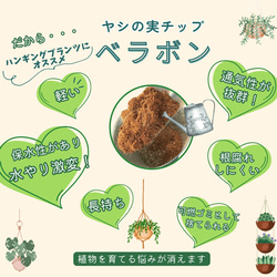 吊り下げて飾ろう『シュガーバイン』『ハートアイビーアイビー』ナチュラルバスケット　壁掛け　観葉植物　インテリア 7枚目の画像