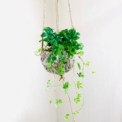 吊り下げて飾ろう『シュガーバイン』『ハートアイビーアイビー』ナチュラルバスケット　壁掛け　観葉植物　インテリア 2枚目の画像